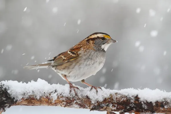 Zangvogels sneeuw — Stockfoto