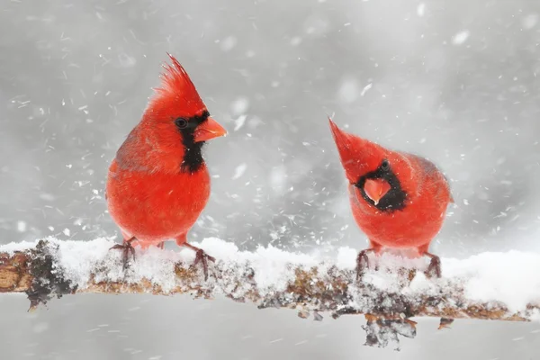 Cardenales en la nieve — Foto de Stock