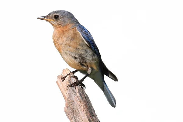 Aislado hembra Bluebird en una percha con un fondo blanco —  Fotos de Stock