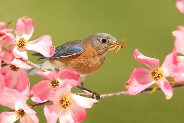 Uccello azzurro con fiori di corniolo — Foto Stock