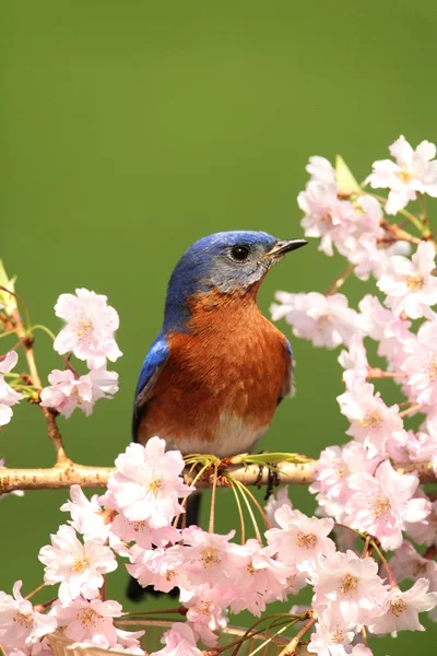 Eastern Bluebird — Stock Photo, Image