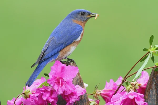 Manliga östra bluebird — Stockfoto