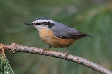 bir levrek üzerinde kırmızı göğüslü sıvacı kuşu