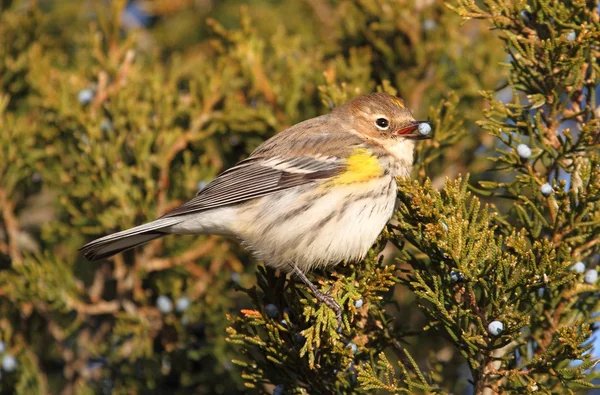 Gelbrüsselsänger (dendroica coronata)) — Stockfoto