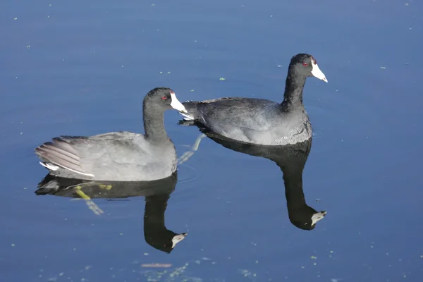 Amerikan Sakarmeke (Fulica americana) — Stok fotoğraf