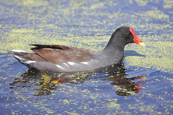 Kurczęta pospolite (Gallinula chloropus) — Zdjęcie stockowe