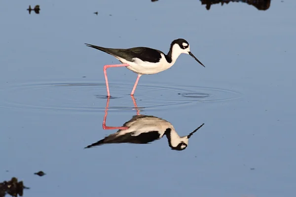 Szpilka czarnoszyi (himantopus mexicanus)) — Zdjęcie stockowe