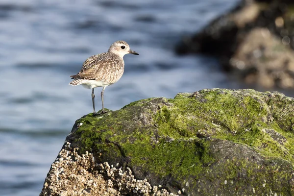 Biegus zmienny (Calidris alpina) — Zdjęcie stockowe