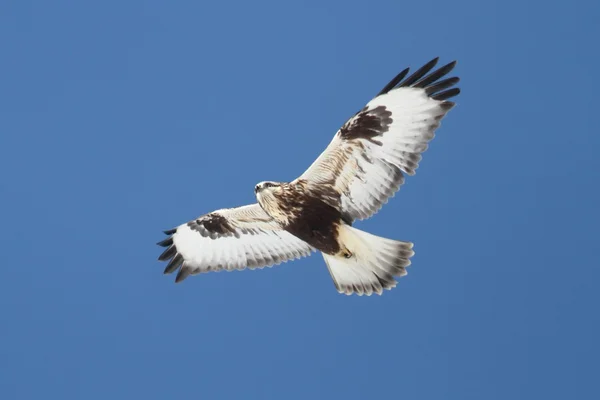 Hrubý jestřáb (buteo lagopus) — Stock fotografie