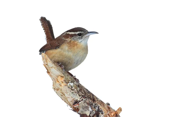 Carolina Wren On a Branch Isolated — стоковое фото