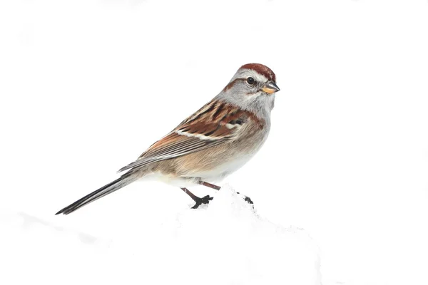 Americký tree sparrow — Stock fotografie