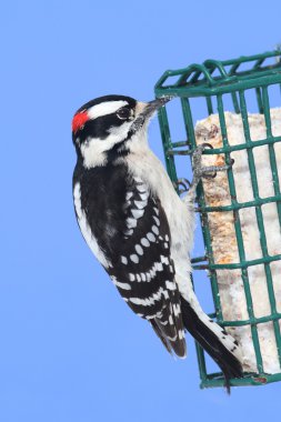 Tüylü ağaçkakan (Picoides pubescens)