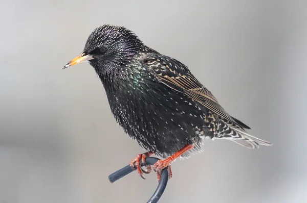 Starling In Winter — Stock Photo, Image
