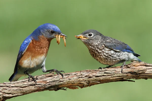 Maschio orientale Bluebird con bambino — Foto Stock