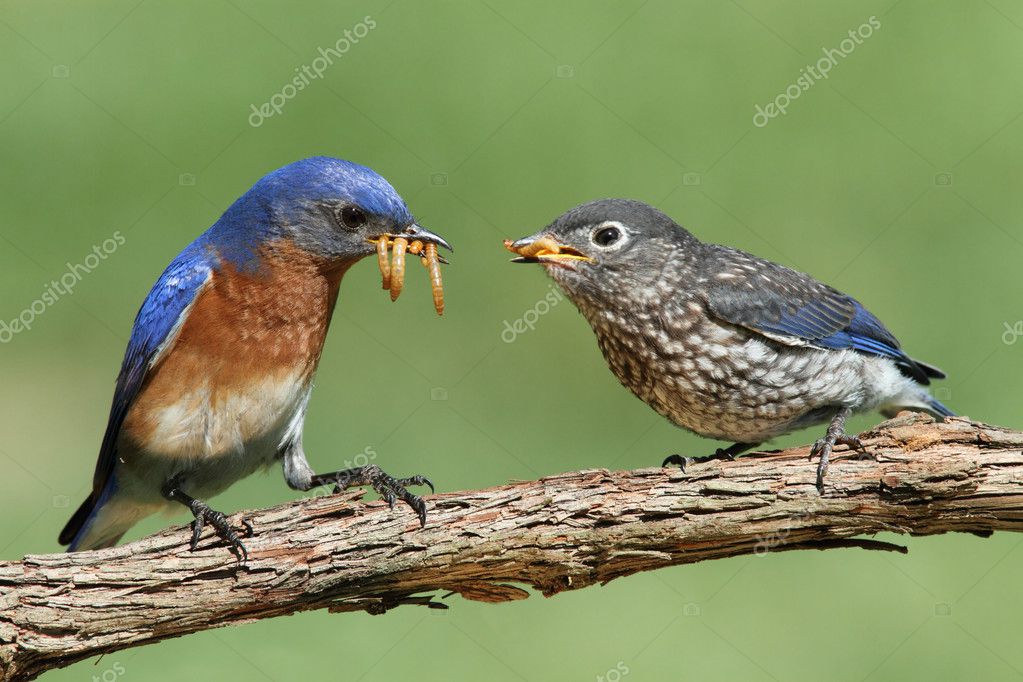 Male Eastern Bluebird With Baby Stock Photo by ©steve_byland 41327861