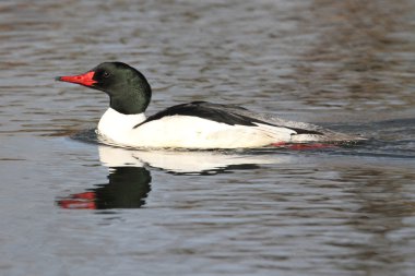 erkek ortak merganser