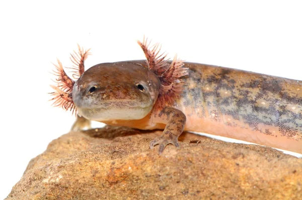 Северная двуликая саламандра (Eurycea bislineata ) — стоковое фото