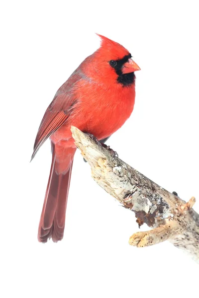 Male Cardinal Isolated on White — Stock Photo, Image