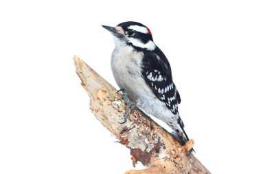 Tüylü ağaçkakan (Picoides pubescens)