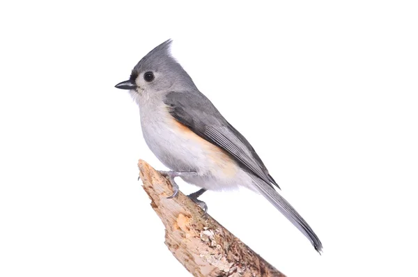 Oiseau isolé sur blanc — Photo