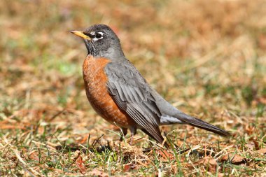 kadın Amerikan robin (turdus migratorius)