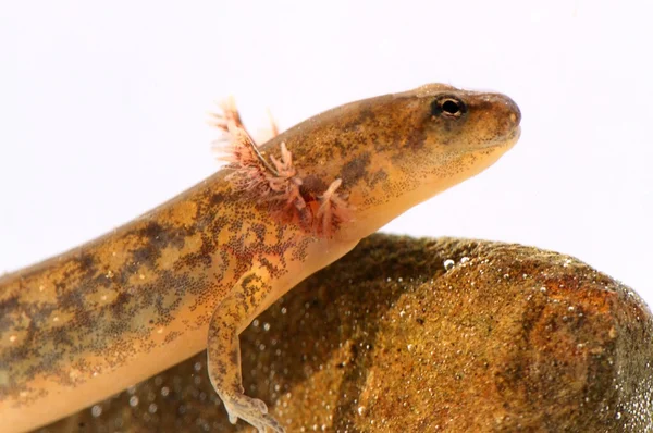 Northern Two-lined Salamander (Eurycea bislineata) — Stock Photo, Image