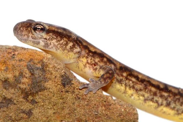 Salamandra settentrionale a due linee (Eurycea bislineata ) — Foto Stock