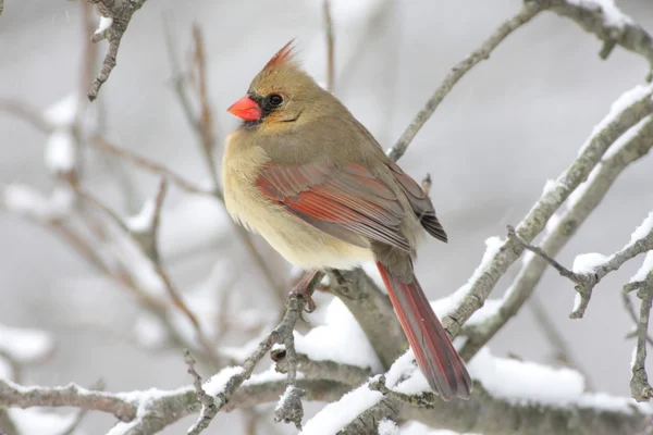 Vrouwelijke kardinaal in sneeuw — Stockfoto