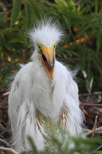 Baby Great Egret (Ardea alba) — Stock Photo, Image