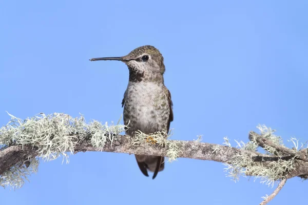Annas kolibri (calypte anna)) — Stockfoto