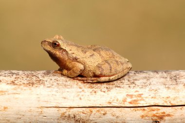 Bahar Peeper (Pseudacris crucifer)
