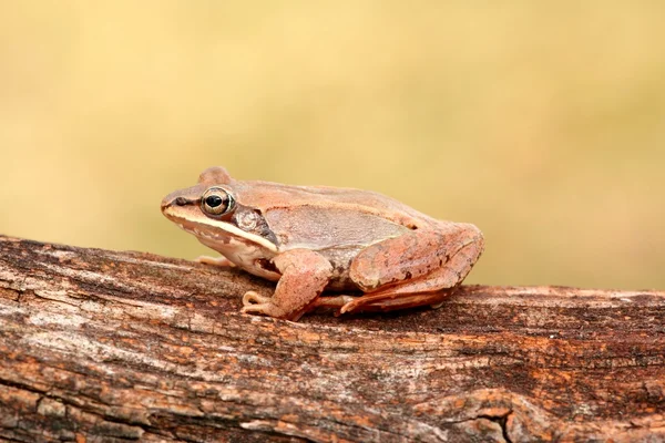 Wood žába (Rana sylvatica) — Stock fotografie