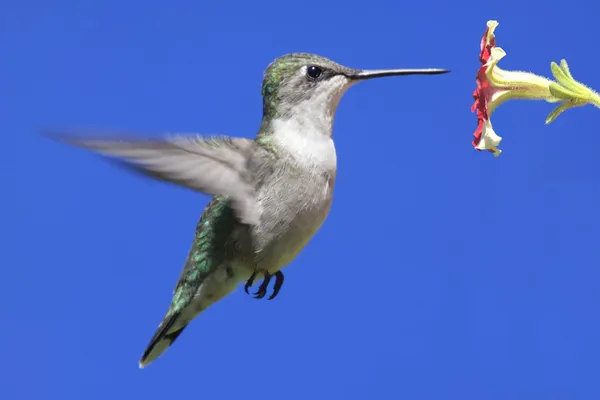 Ruby - throated hummingbird — Zdjęcie stockowe