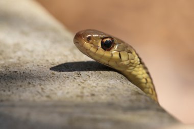 Garter yılanı (Thamnophis sirtalis)