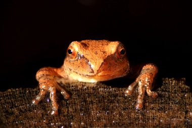 Bahar Peeper (Pseudacris crucifer)