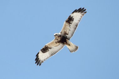 Kaba bacaklı Şahin (buteo lagopus))
