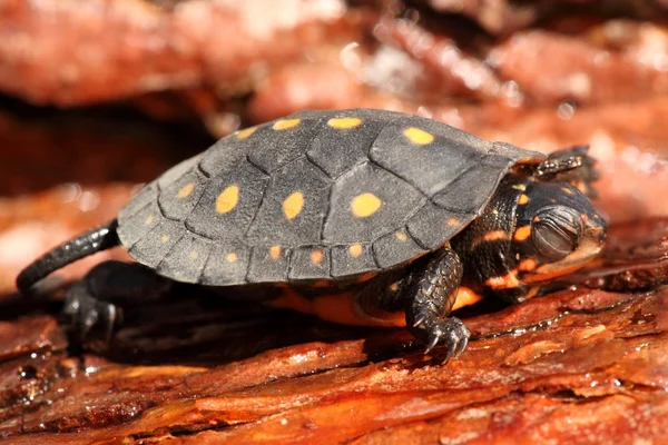 Baby fläckig sköldpadda (clemmys guttata) — Stockfoto