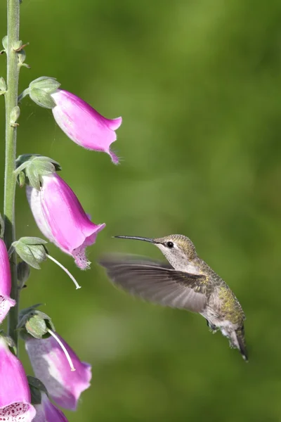 Colibrí de Annas (calypte anna ) — Foto de Stock