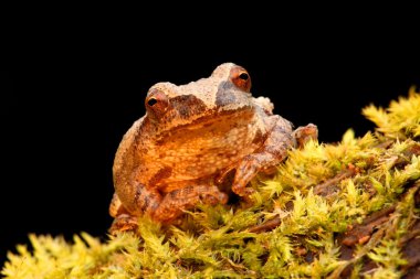 Bahar Peeper (Pseudacris crucifer)