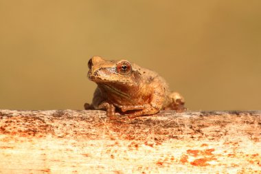 Bahar Peeper (Pseudacris crucifer)