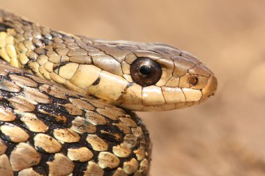 Garter yılanı (Thamnophis sirtalis)