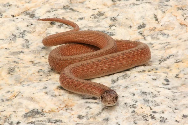 Serpente bruno settentrionale (Storeria dekayi ) — Foto Stock