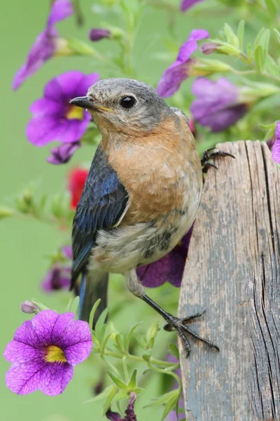 Vrouwelijke Oost bluebird — Stockfoto