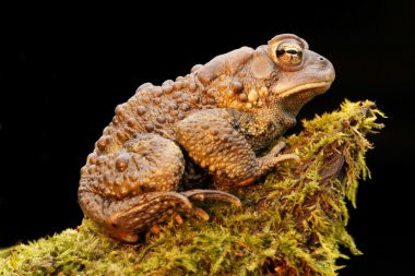Erkek Amerikan kara kurbağası (Bufo americanus)
