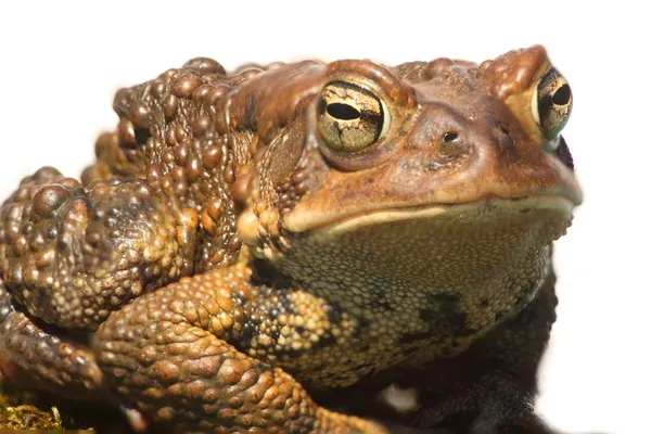 Мужчина-американский жаба (Bufo americanus ) — стоковое фото