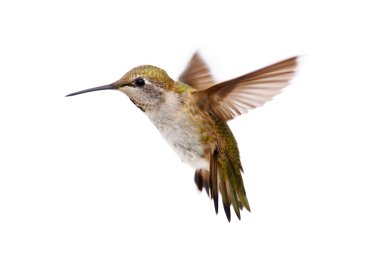 Allens Hummingbird (Selasphorus sasin) clipart