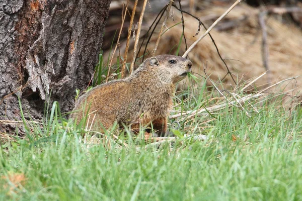 Marmot (Marmota monax) — Stockfoto