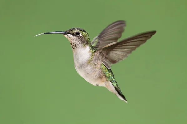 女性在红宝石喉蜂鸟 (archilochus colubris) — 图库照片