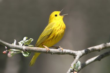 Yellow Warbler (Dendroica petechia) Singing clipart