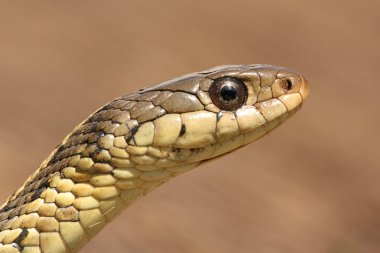Garter yılanı (Thamnophis sirtalis)